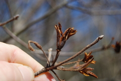Rhododendron prinophyllum