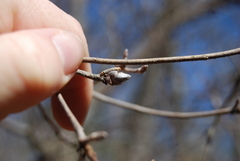 Rhododendron prinophyllum