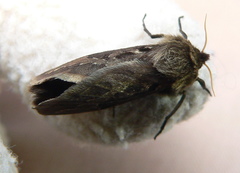 Eudalaca homoterma