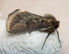 Eudalaca homoterma