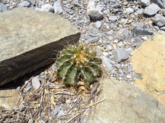 Ferocactus echidne victoriensis