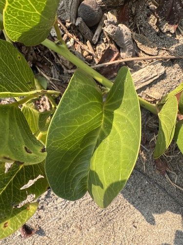 Beach Morning Glory (Ipomoea pes-caprae)