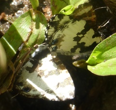 Uranothauma falkensteinii