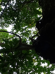 Heptapleurum arboricola