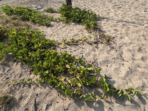 Riñonina (Ipomoea pes-caprae)