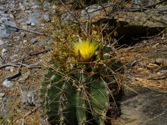 Ferocactus echidne victoriensis