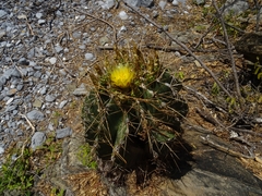 Ferocactus echidne victoriensis
