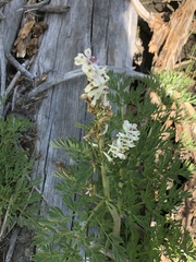 Corydalis caseana cusickii