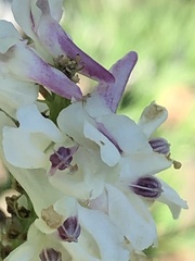 Corydalis caseana cusickii