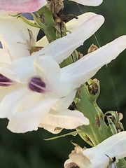 Corydalis caseana cusickii