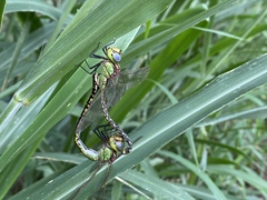 Austrogynacantha heterogena