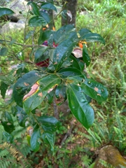 Cryptocarya chinensis