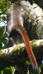 Cercopithecus ascanius schmidti