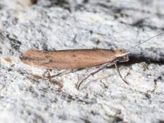 Ypsolopha ochrella