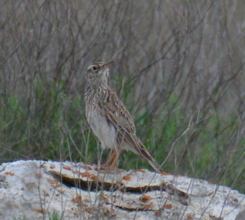 Dupont's Lark, Spain, photo 5 of 10