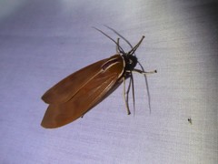 Amastus supersimilis