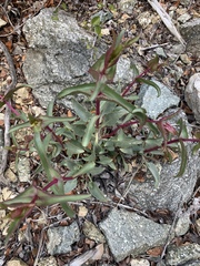 Penstemon clevelandii