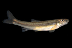 Kanawha Minnow photo 2