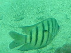 Abudefduf bengalensis