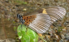Acraea persanguinea