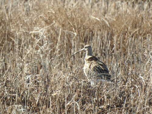 Eurasian Curlew
