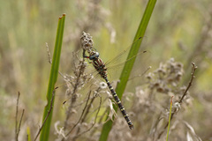 Austroaeschna inermis