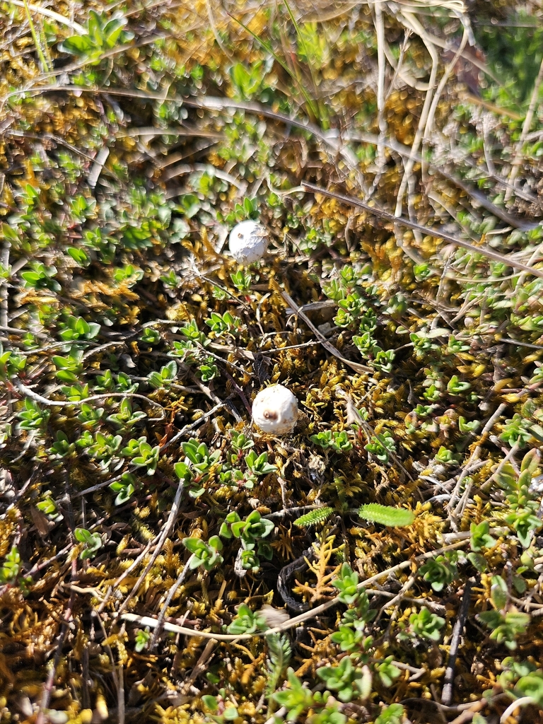 Tulostoma brumale · April 2026 · photo: © pankral (iNaturalist, cc-by)