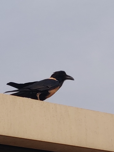 Pied Crow