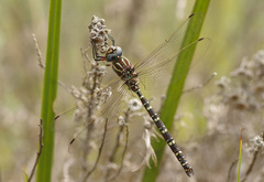Austroaeschna inermis