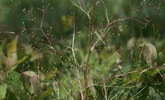 Trinia kitaibelii