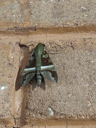 Whitebanded Nephele