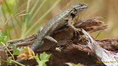 Sceloporus occidentalis becki