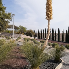 Dasylirion longissimum