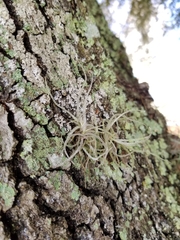 Tillandsia recurvata image
