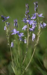 Veronica austriaca