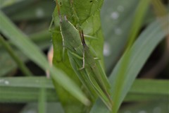 Atractomorpha australis
