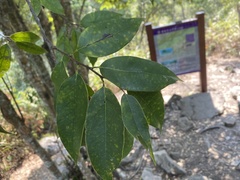 Castanopsis kawakamii