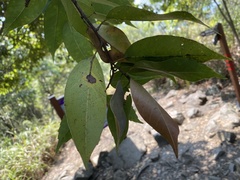 Castanopsis kawakamii