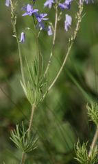 Veronica austriaca