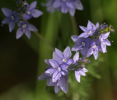 Veronica austriaca