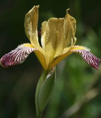 Iris variegata