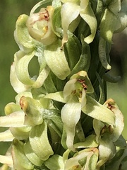 Platanthera × estesii