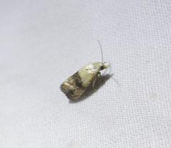 Eugnosta erigeronana