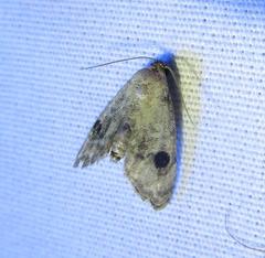 Abablemma brimleyana