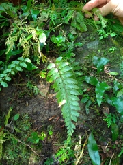 Asplenium cuneatiforme