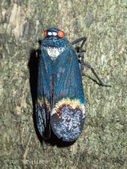 Penthicodes farinosus