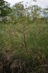 Trinia kitaibelii