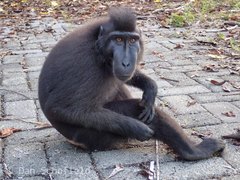 Macaca nigra