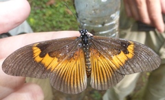 Acraea persanguinea