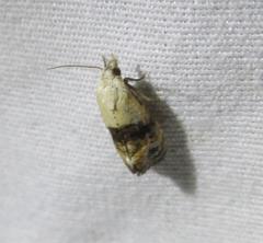 Eugnosta erigeronana